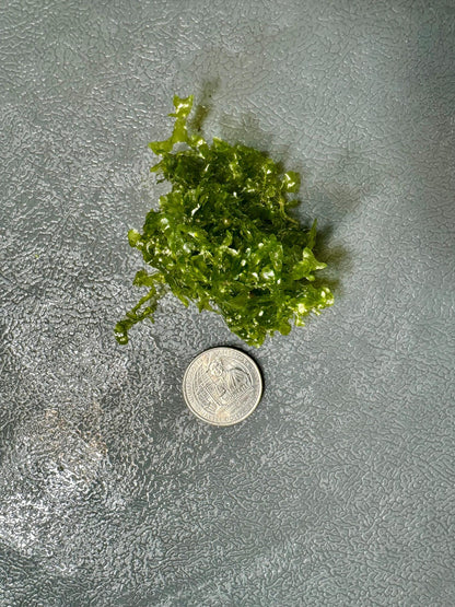 Subwassertang Moss Golf Ball Size Round Pellia Loma Fern Live Aquatic Floating or Forefround Plant