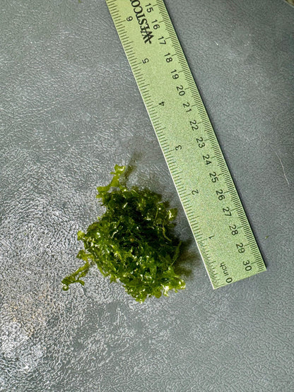 Subwassertang Moss Golf Ball Size Round Pellia Loma Fern Live Aquatic Floating or Forefround Plant