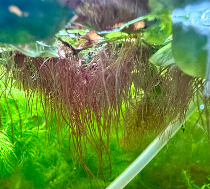 Red root floater underwater pic of roots