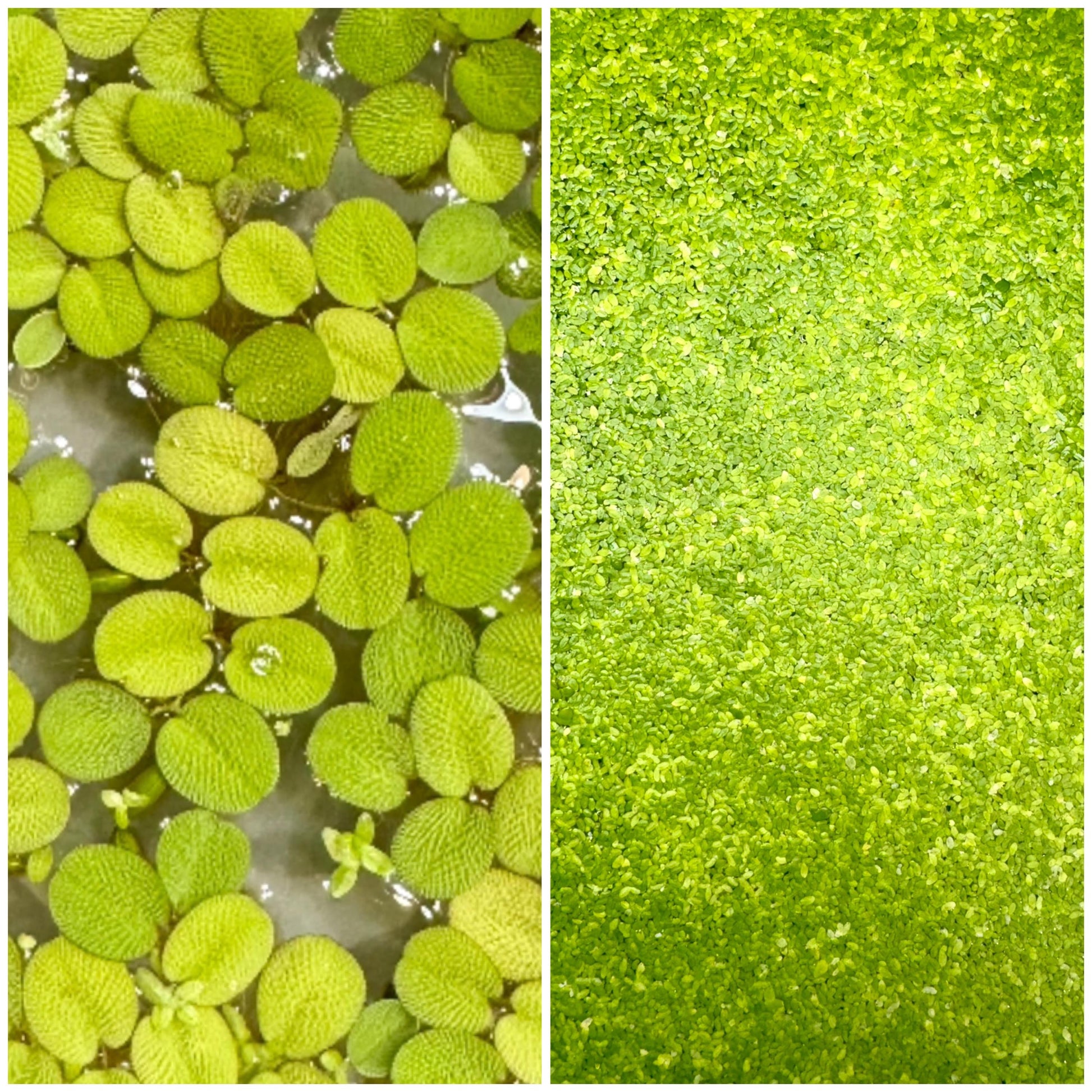 Cup of Duckweed & Salvinia Minima mix