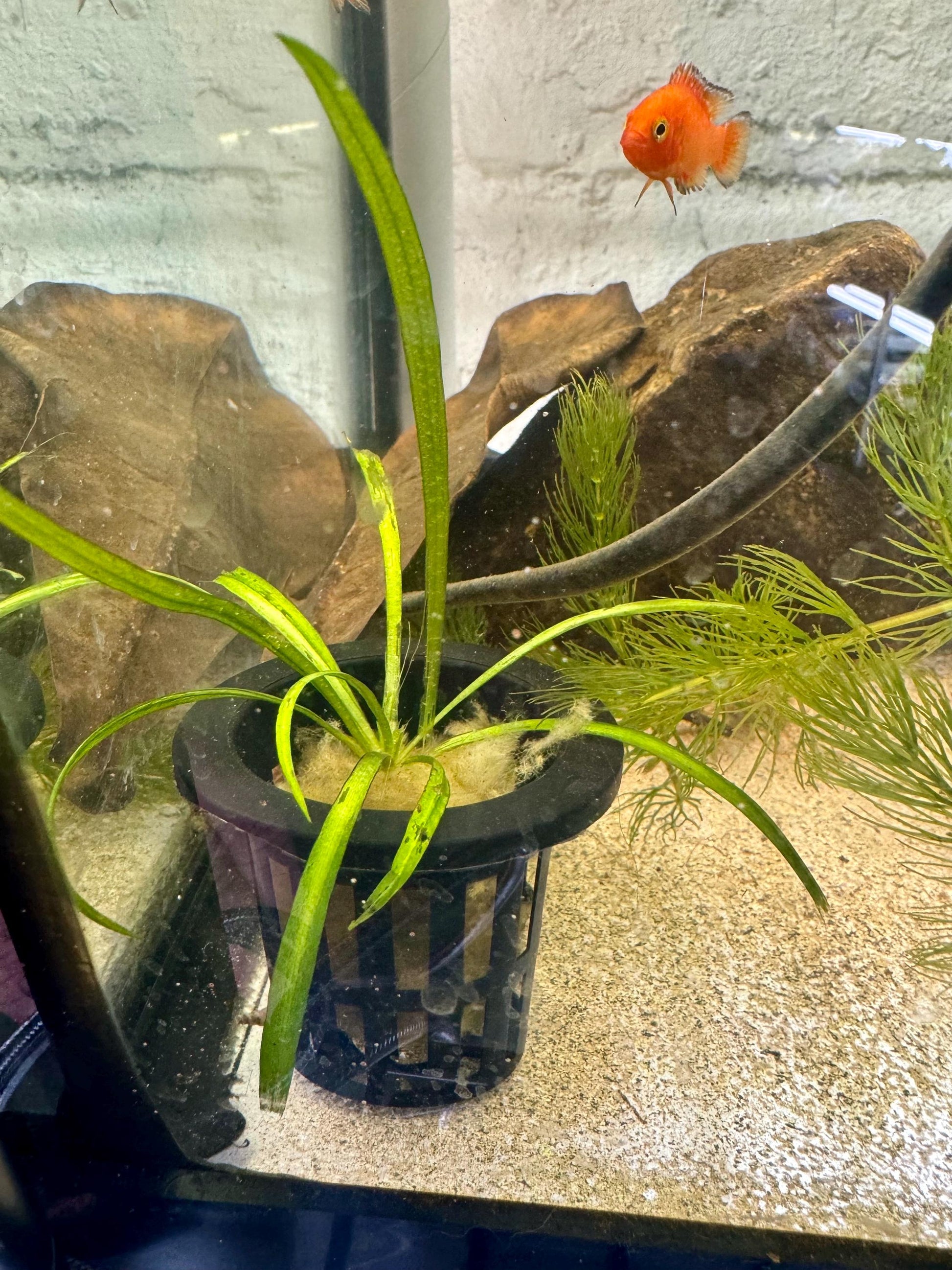 Dwarf Sagittaria as a Potted Plant