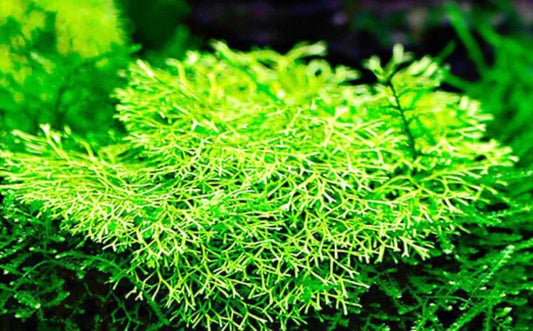 May include: A close-up of riccia fluitans with feathery, delicate leaves. The plant has a light green hue and is densely packed with foliage.