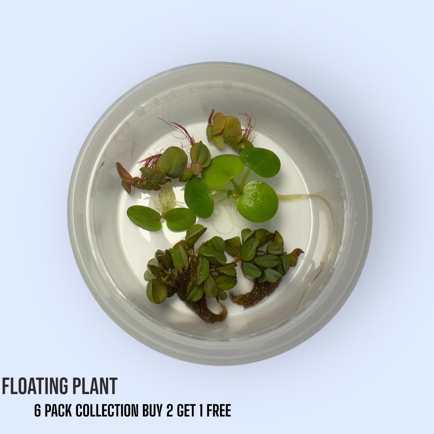 Floating Plant 6 Pack