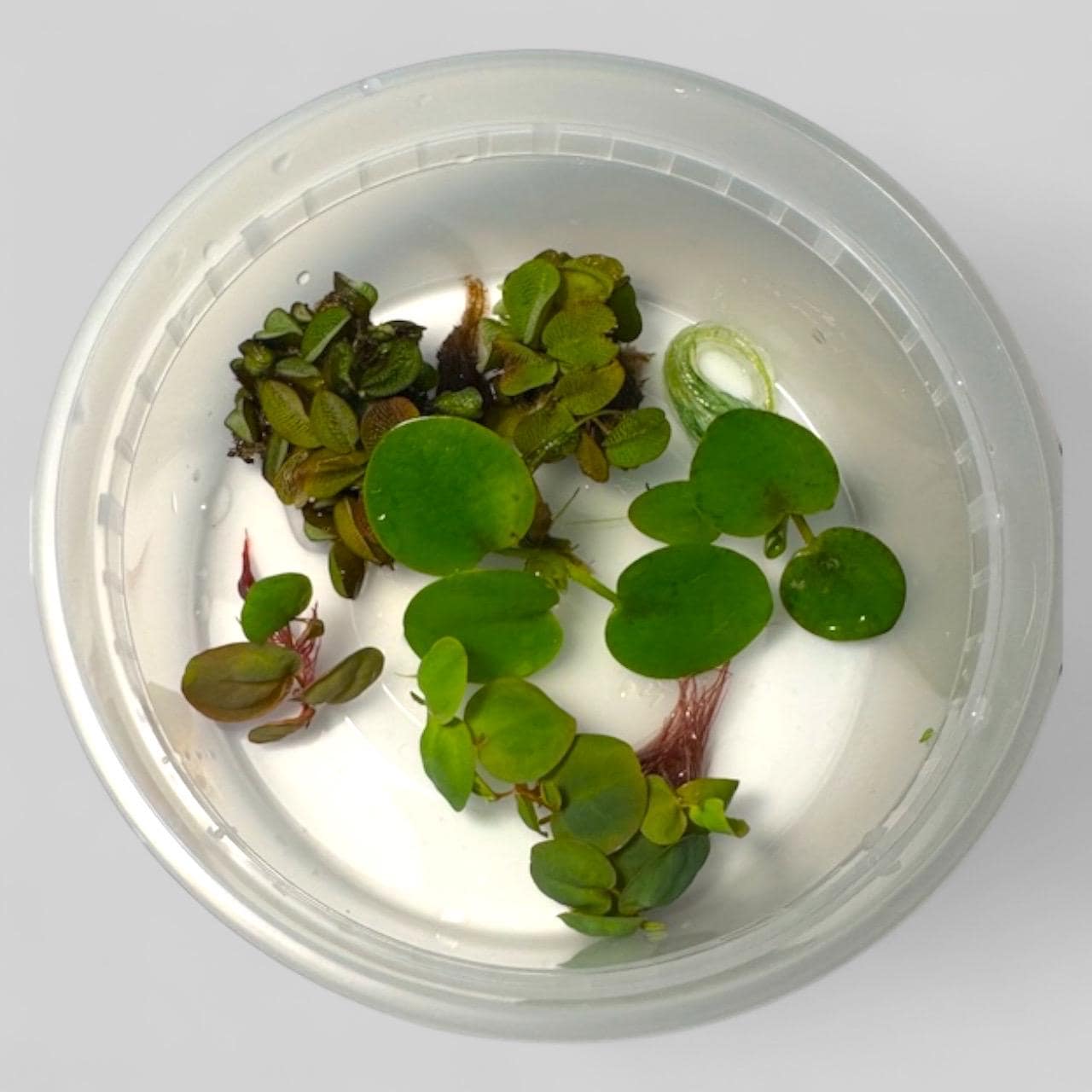 3 Salvinia plants 3 Frogbit plants and 3 red root floater aquarium plants