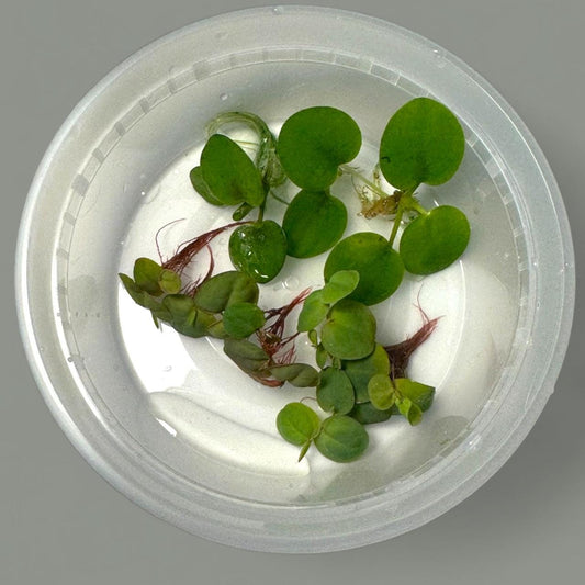 3 frogbit plants and 3 red root floater live aquarium plants