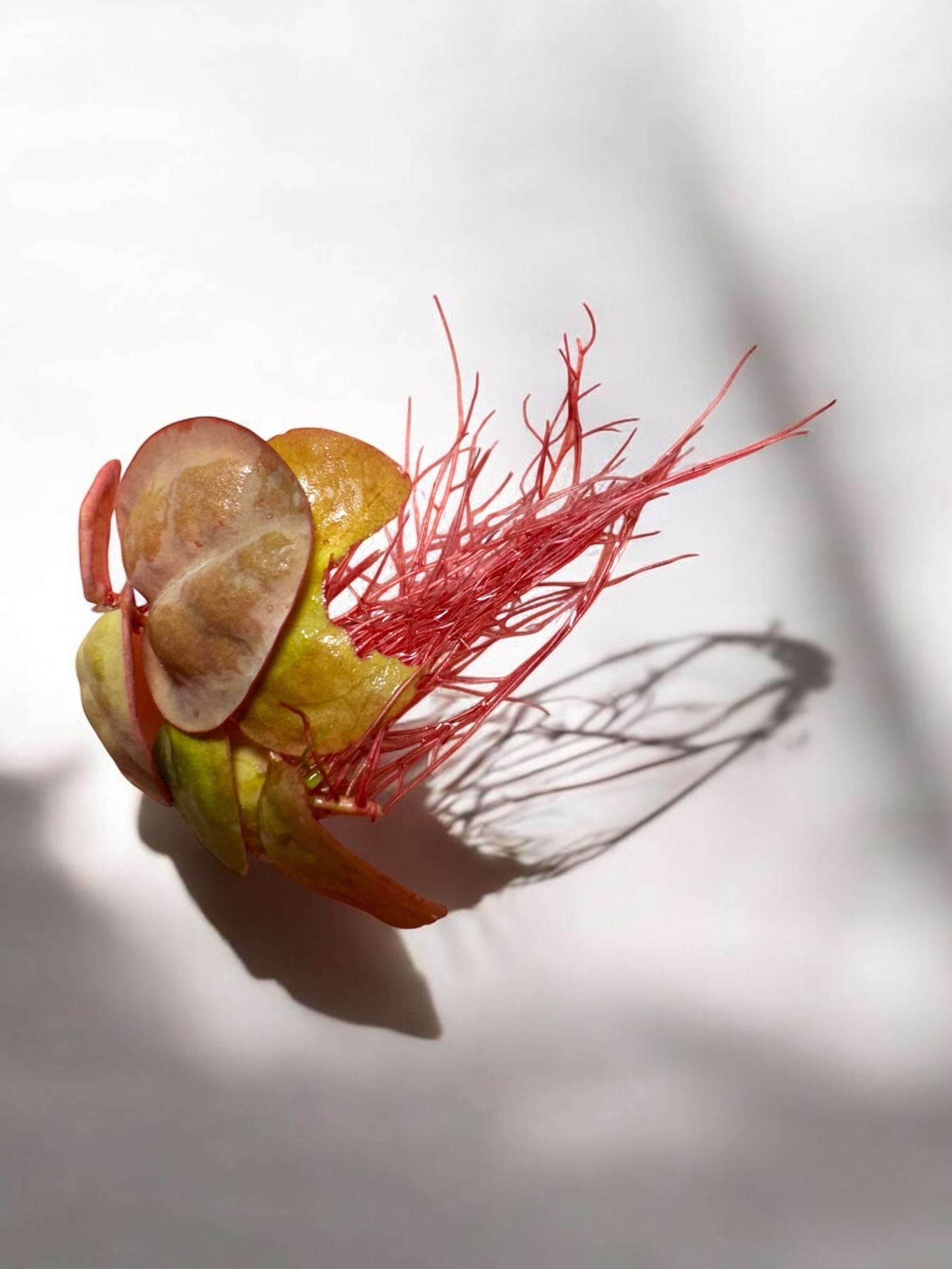 red root floater closeup