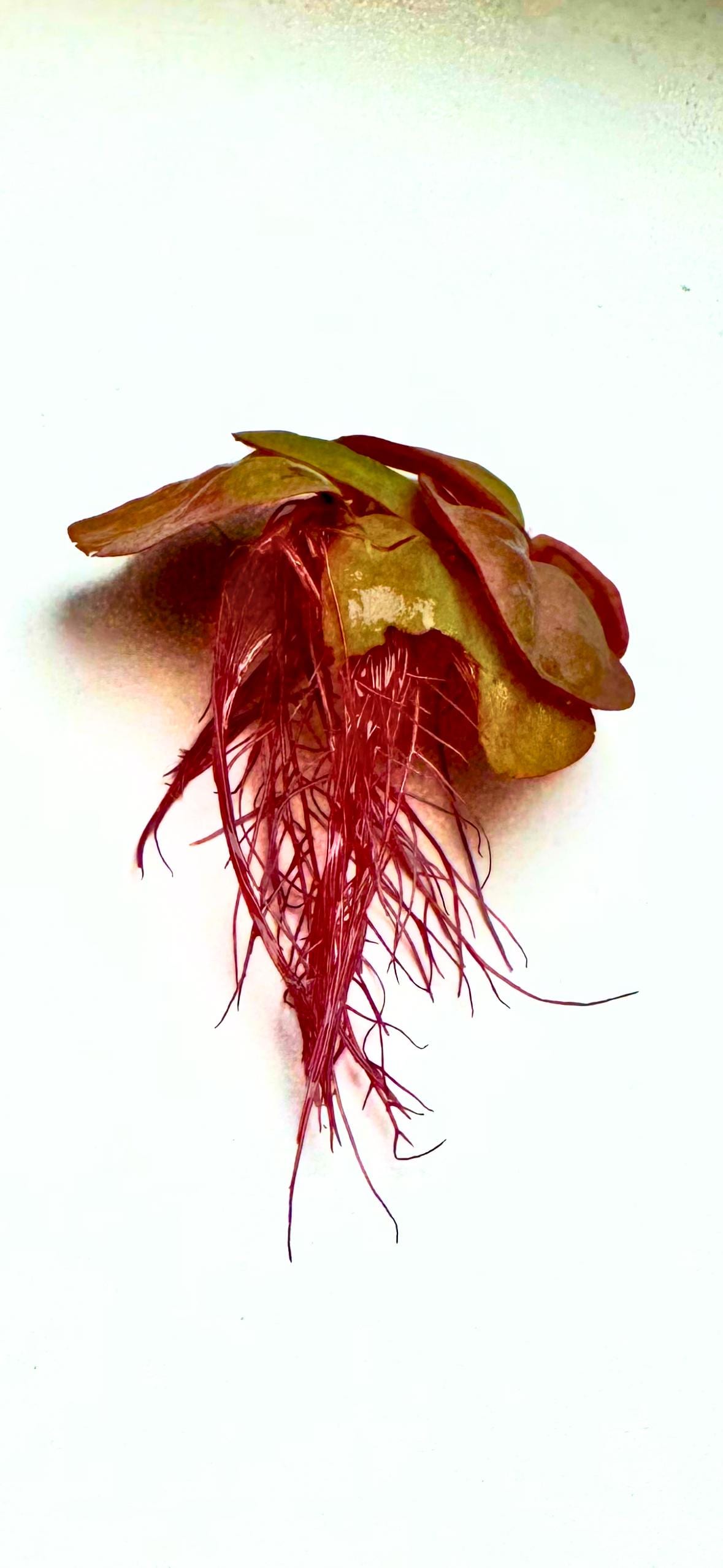 red root floater