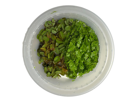 half cup duckweed half cup Salvinia