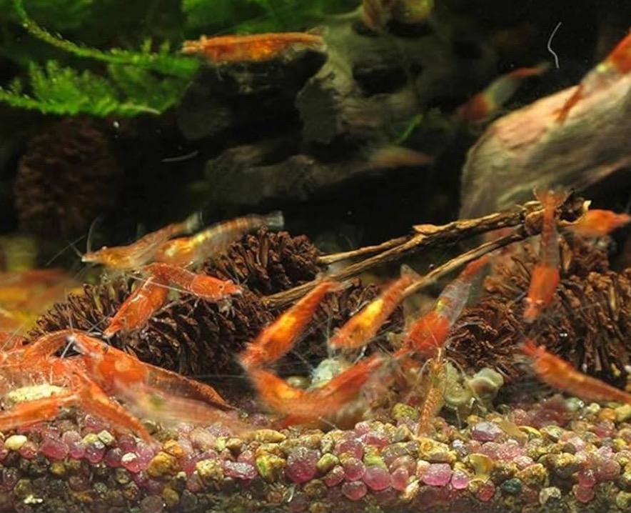 alder cones with neocaradina shrimp