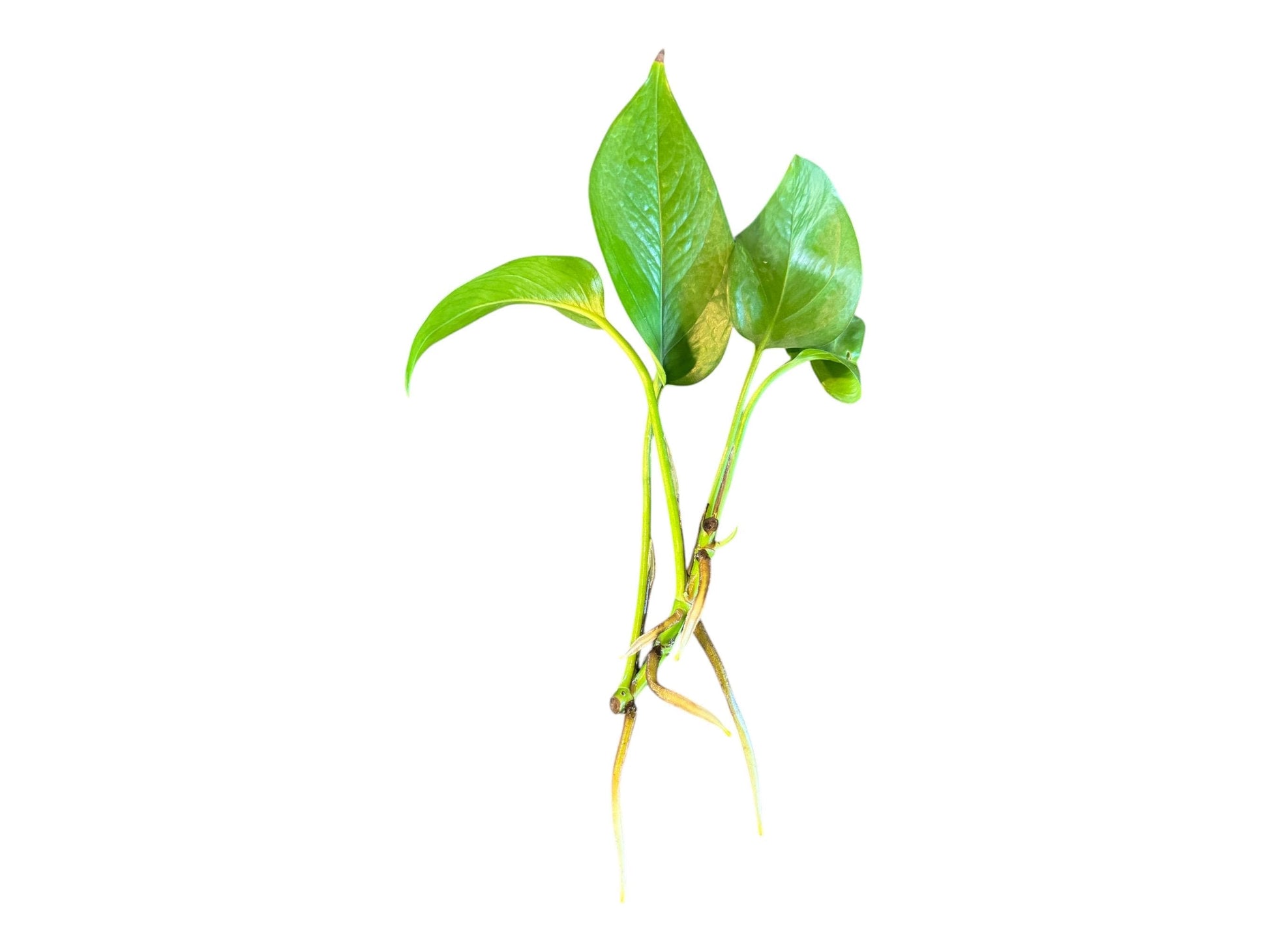 Pothos Cutting 1-2 Nodes with 2-4 Leaves and Is Rooting