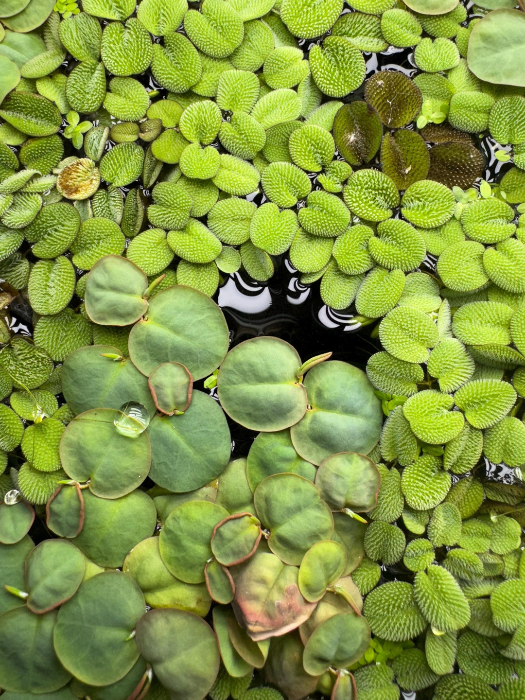 A close-up of a salvinia and red root floater aquatic plants. The plants are floating in a shallow body of water. The leaves are round, oval, and heart-shaped. Some of the leaves have a textured surface. The plants are a vibrant green color.
