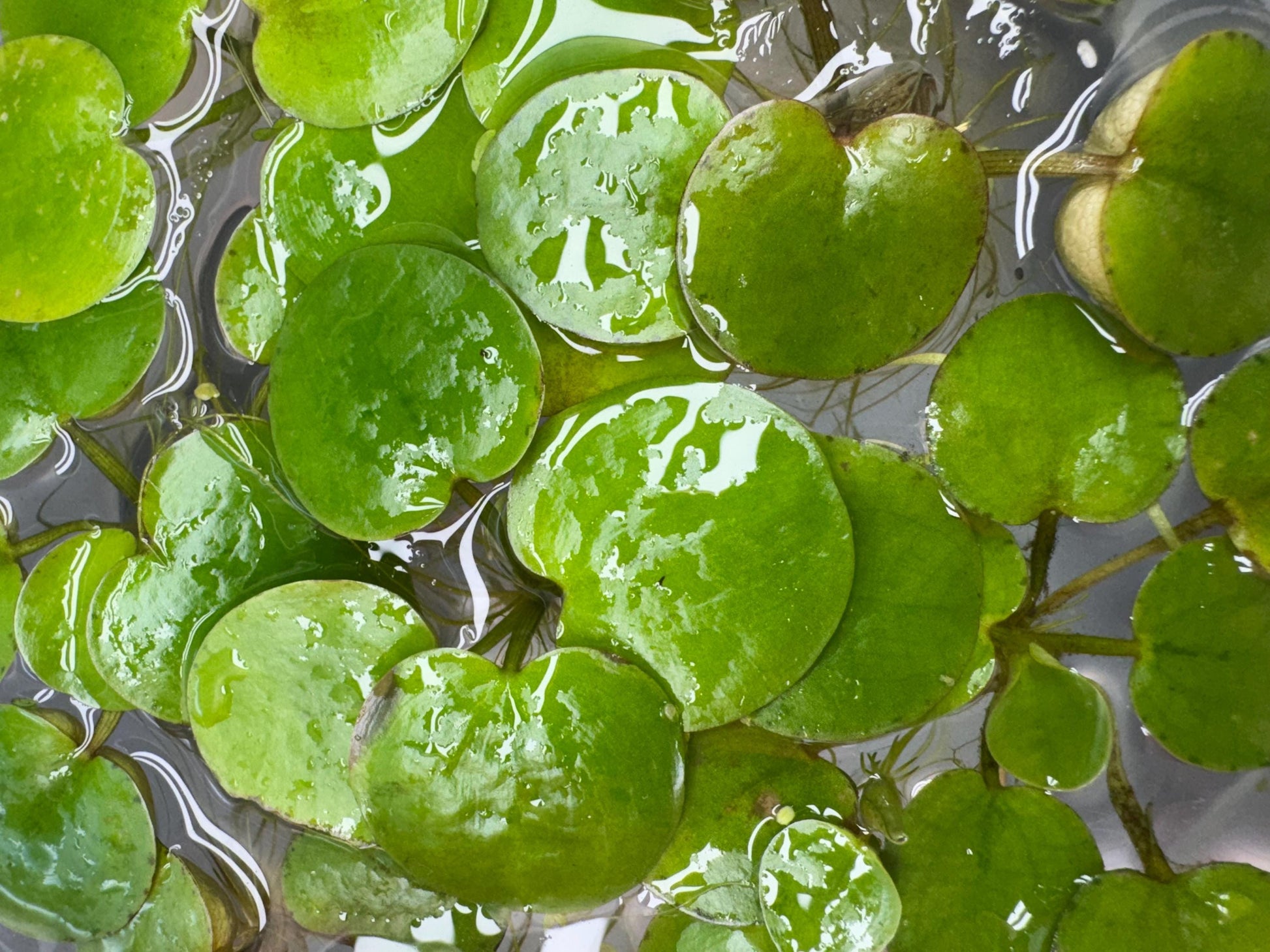 Frogbit Aquarium Floating Plants, Live Aquarium Plant
