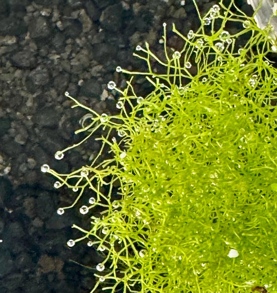May include: A close-up of riccia fluitans, floating crystawort, floating at the top of an aquarium with small water droplets on the tips of the stems.