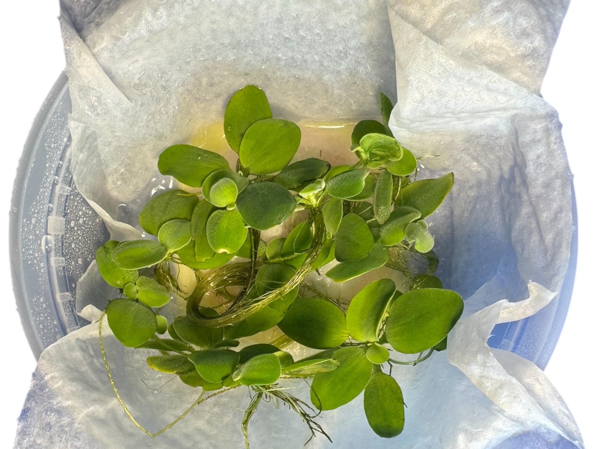 water lettuce in a paper towel