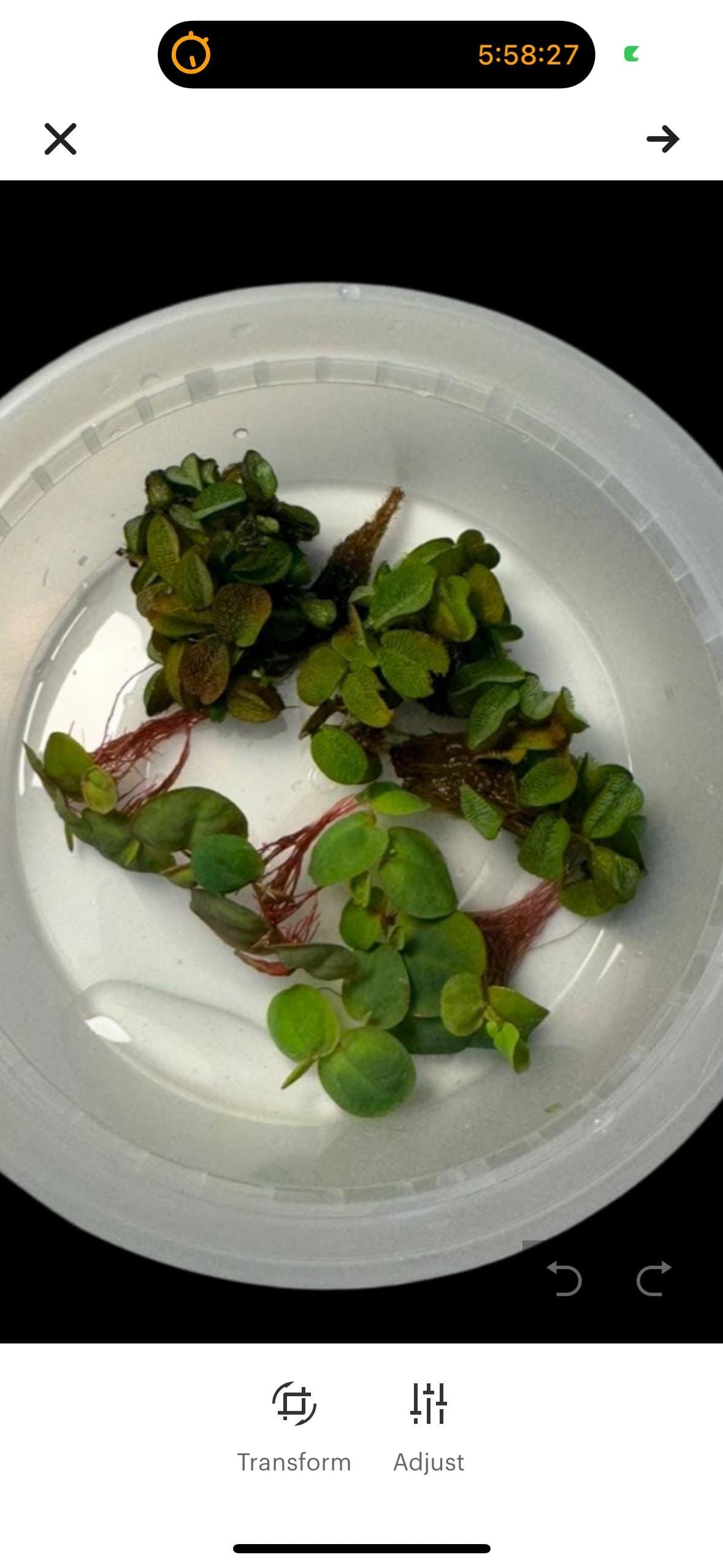 Floating aquarium plants – salvinia and red root floater with visible roots on white background