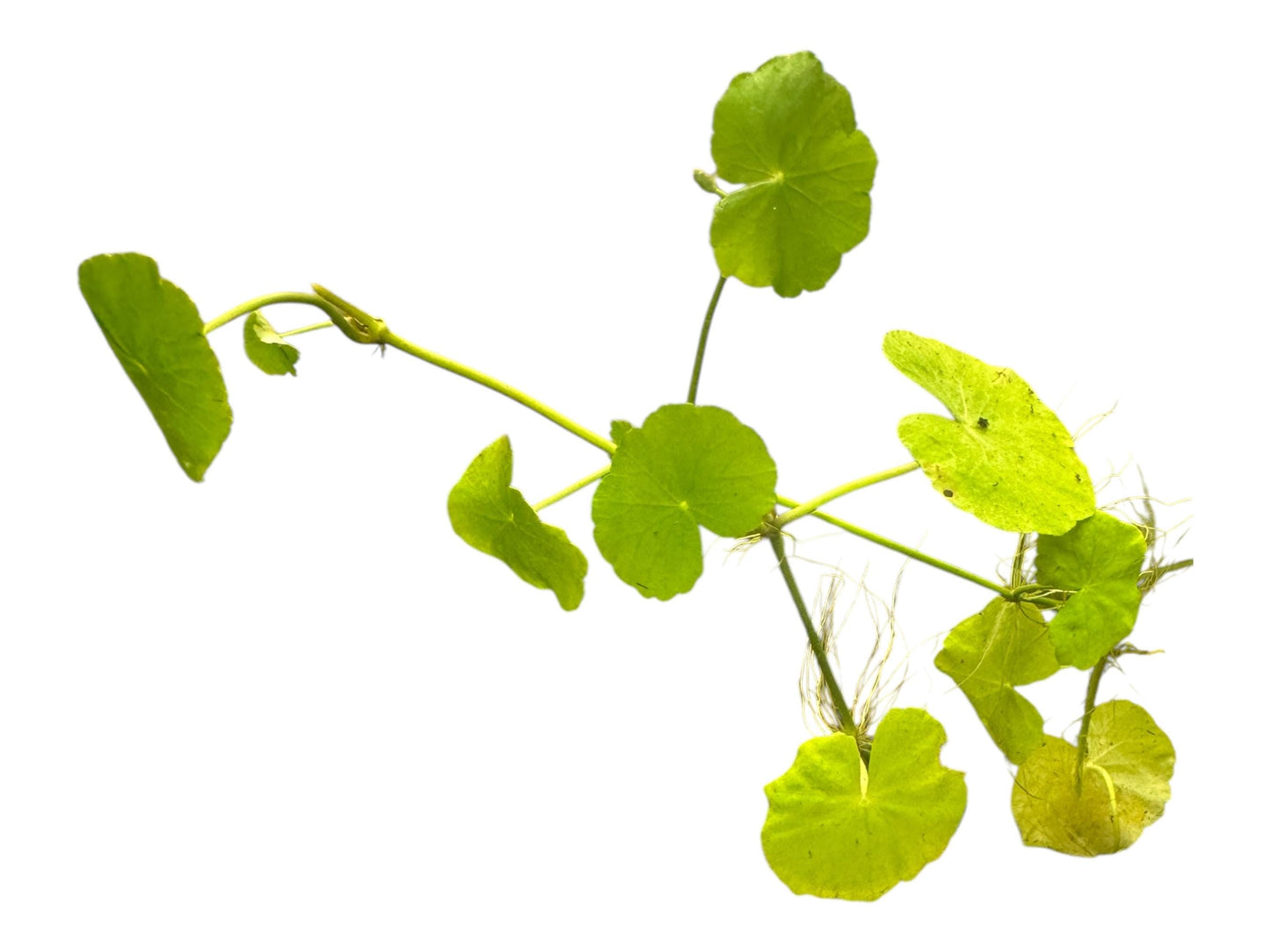 Hydroctyle pennywort live aquarium plant