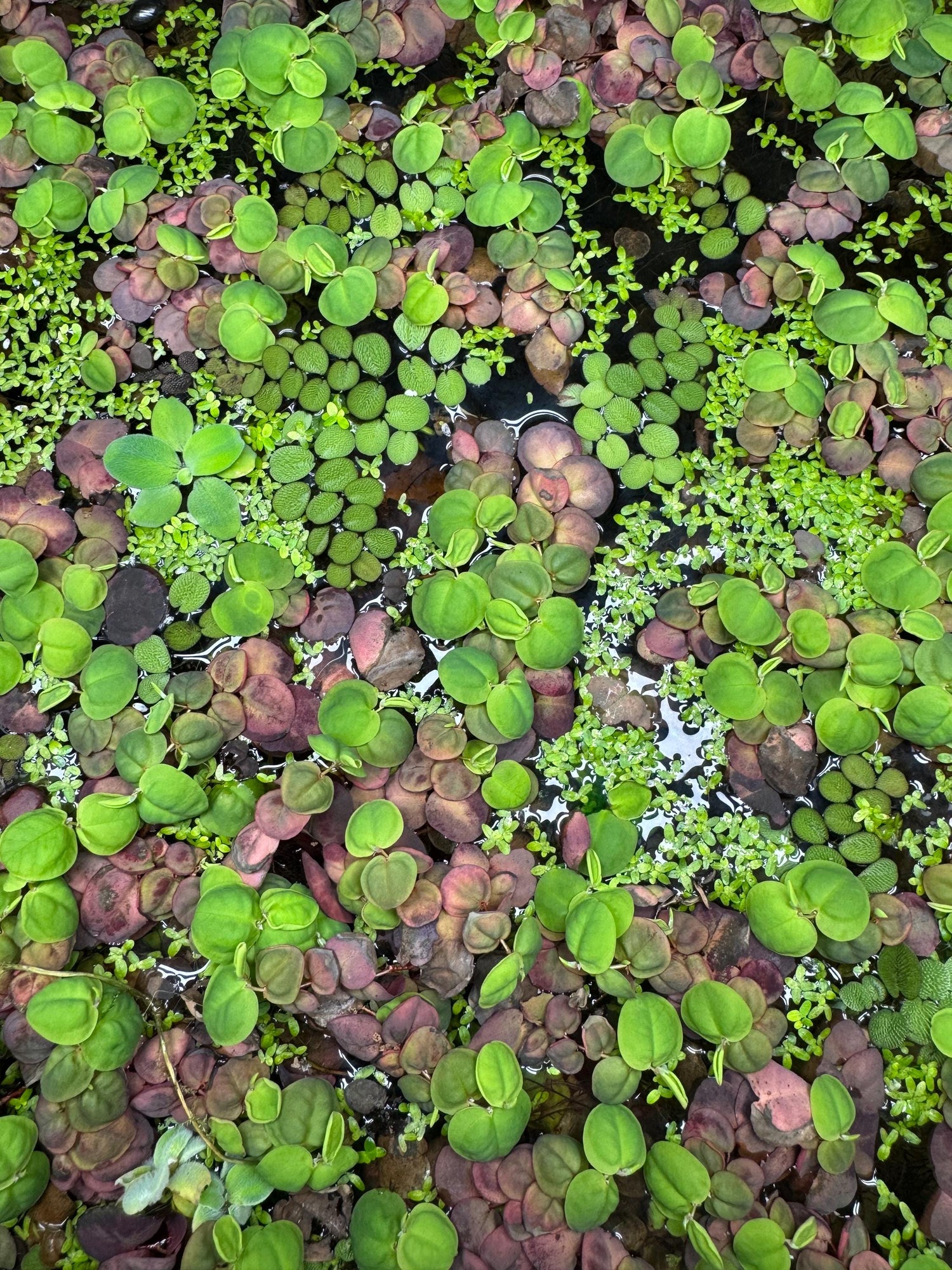 Floating Plant Mix – Red Root Floater, Salvinia and Duckweed | Live Aquarium & Pond Plants for Bettas and Beginners