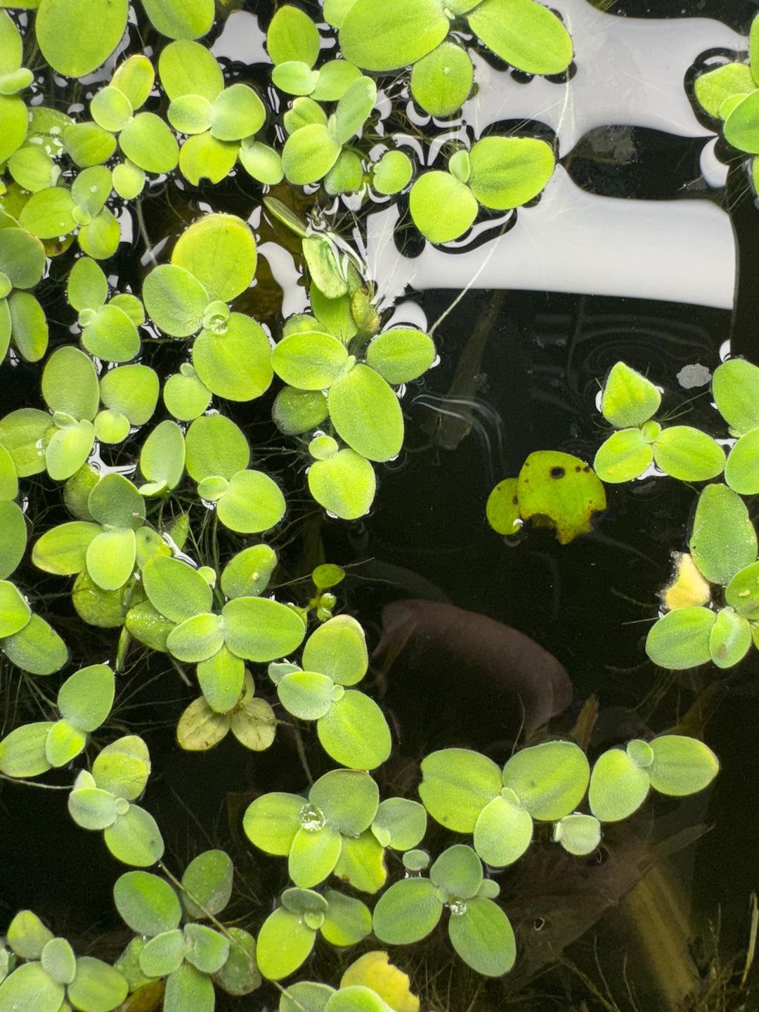 top down view of water lettuce floating around in an aquarium