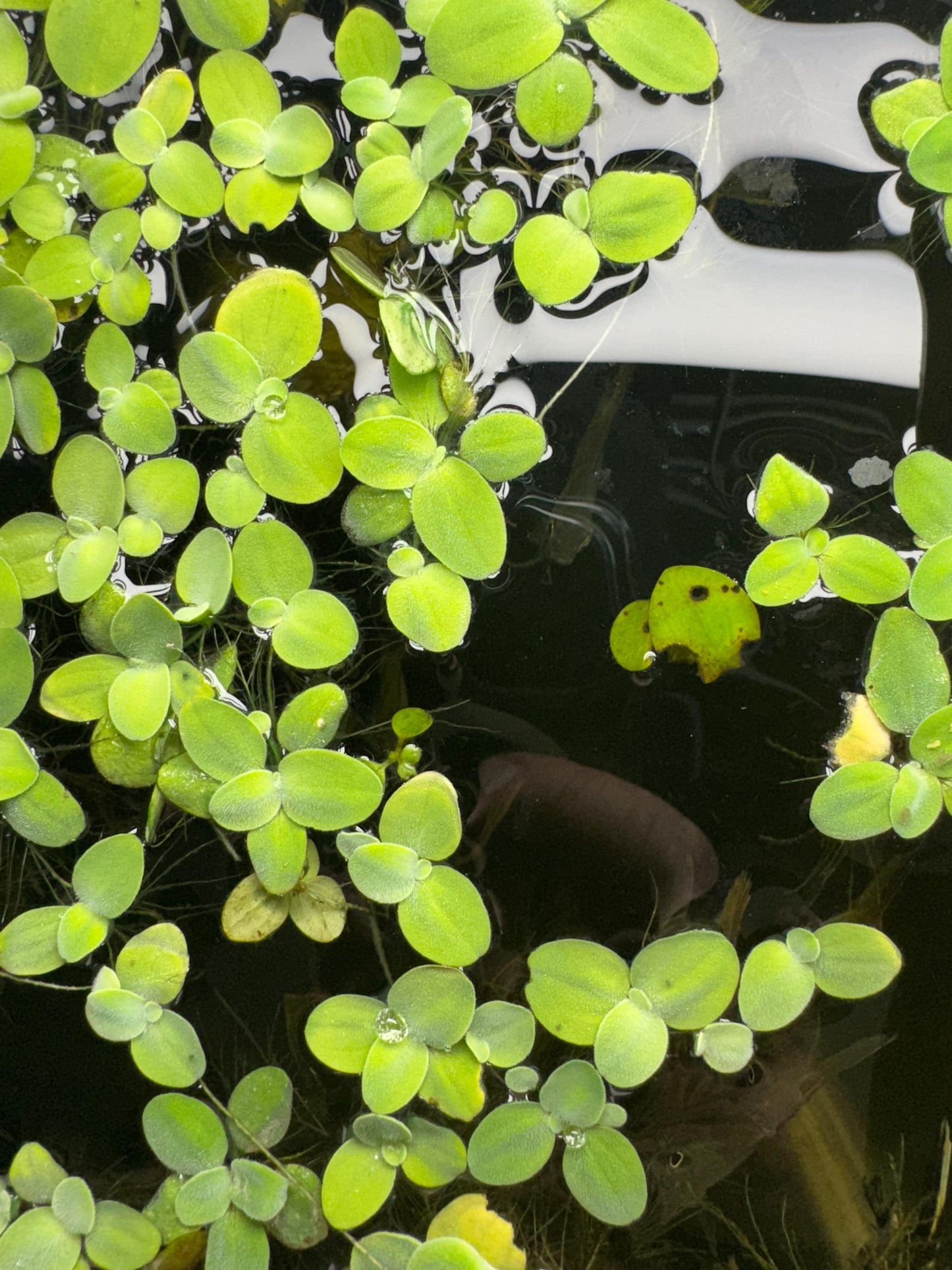 top down view of water lettuce floating around in an aquarium