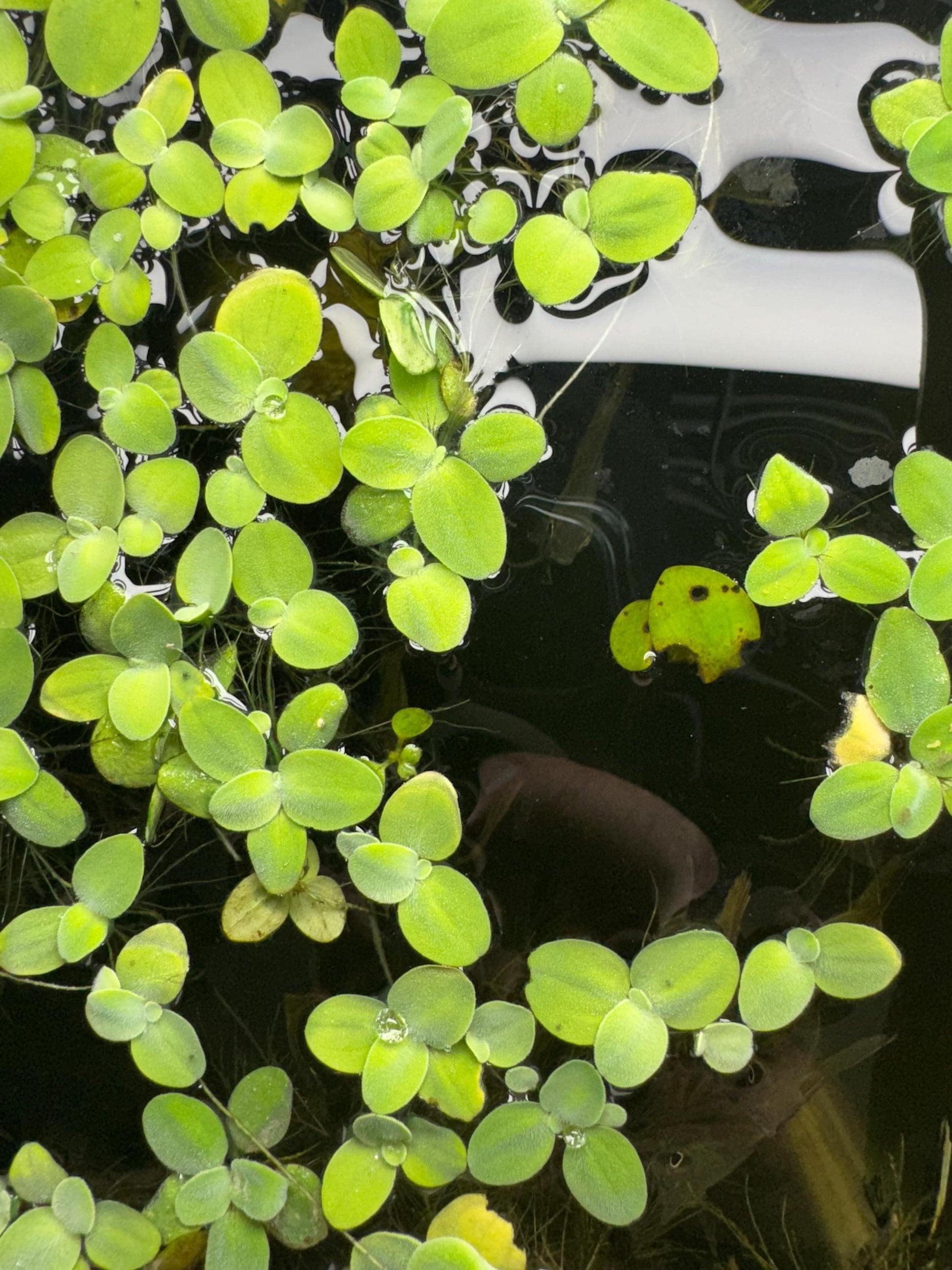 top down view of water lettuce floating around in an aquarium
