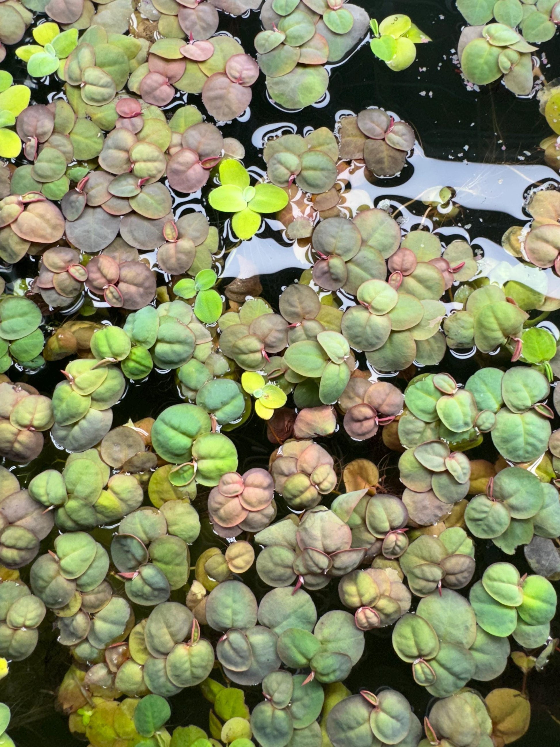 red root floater and water lettuce floating in an aquarium