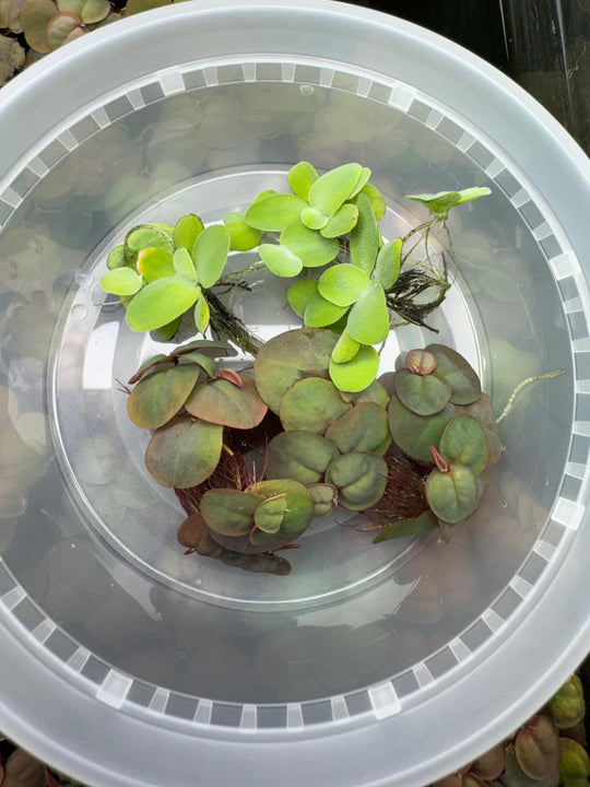 water lettuce and red root floater portion for shipping