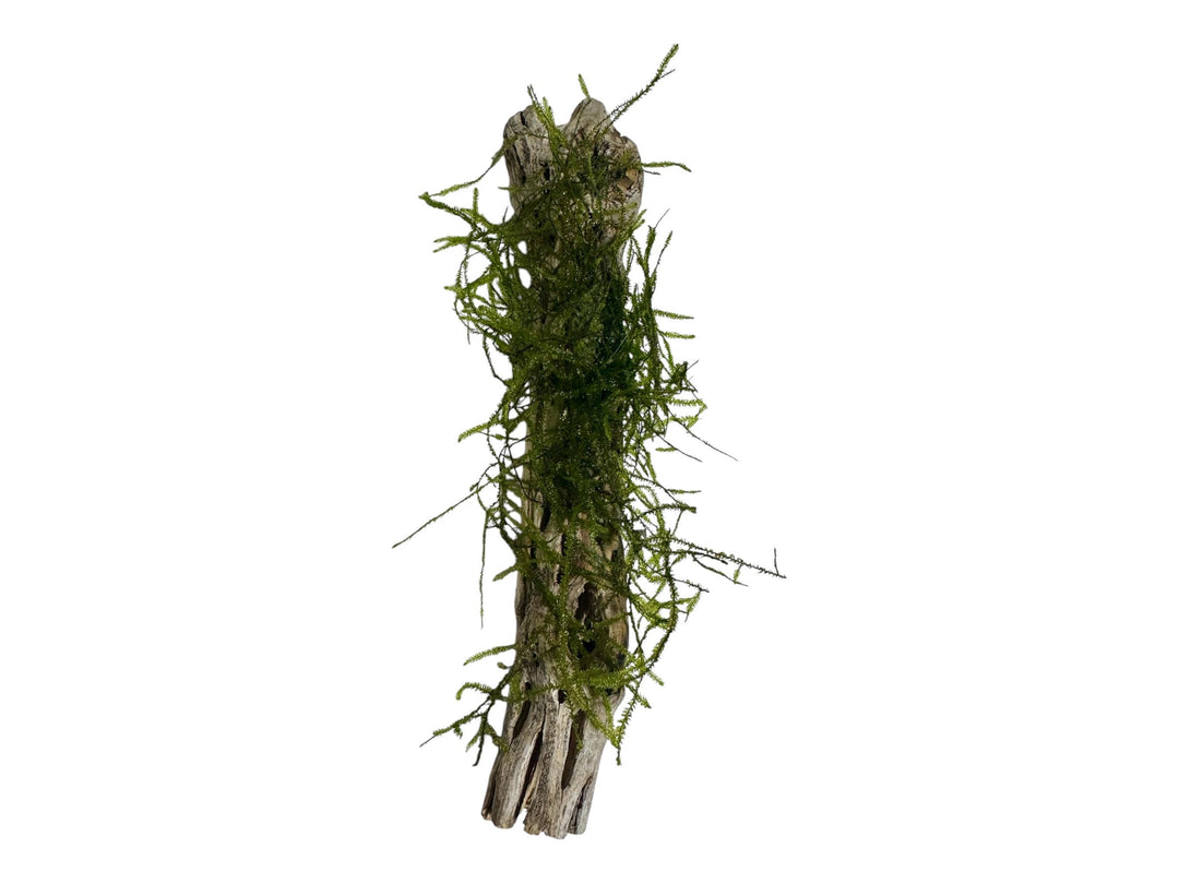 cholla wood with Moss closeup for reptiles, isopods, and aquariums