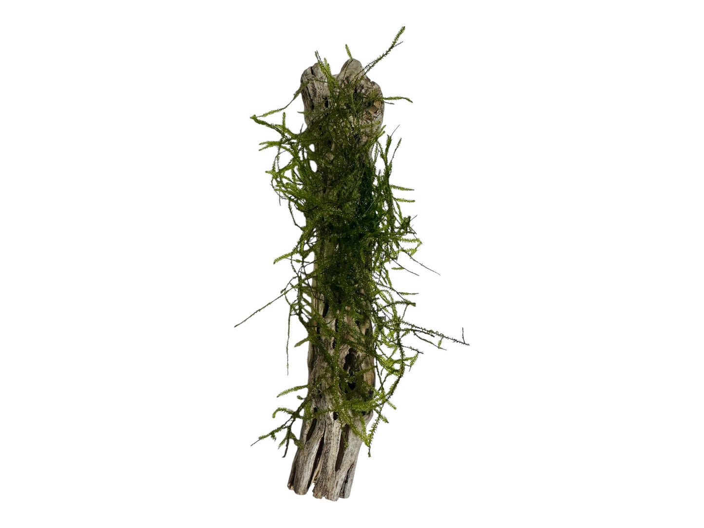 cholla wood with Moss closeup for reptiles, isopods, and aquariums