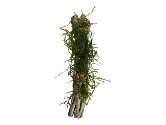 cholla wood with Moss closeup for reptiles, isopods, and aquariums