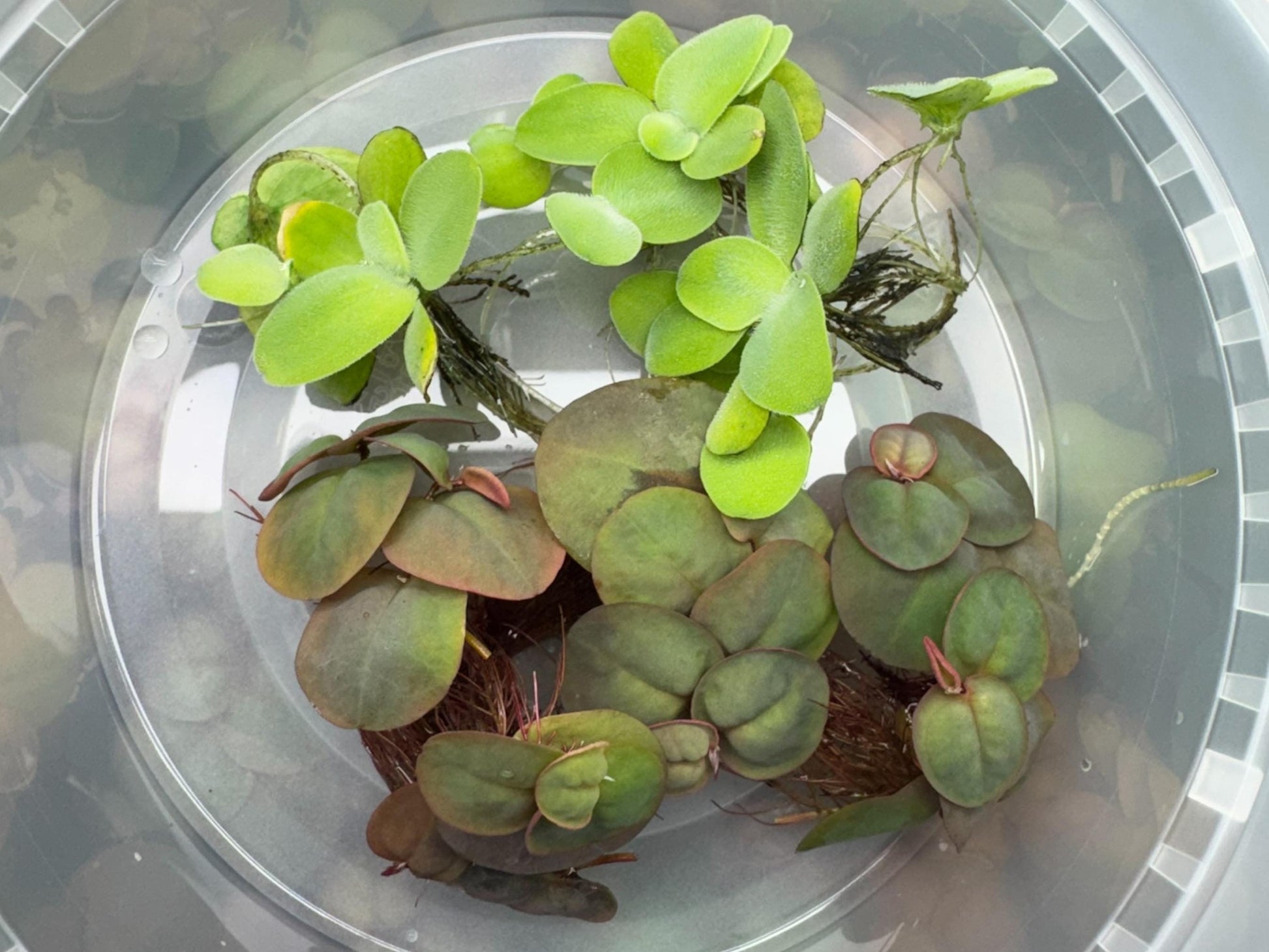 May include: A close-up of two types of aquatic plants in a clear plastic container. One type of plant has light green, round leaves, and the other type has dark green, round leaves with reddish-brown edges.
