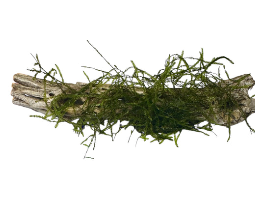 closeup of java moss on cholla wood