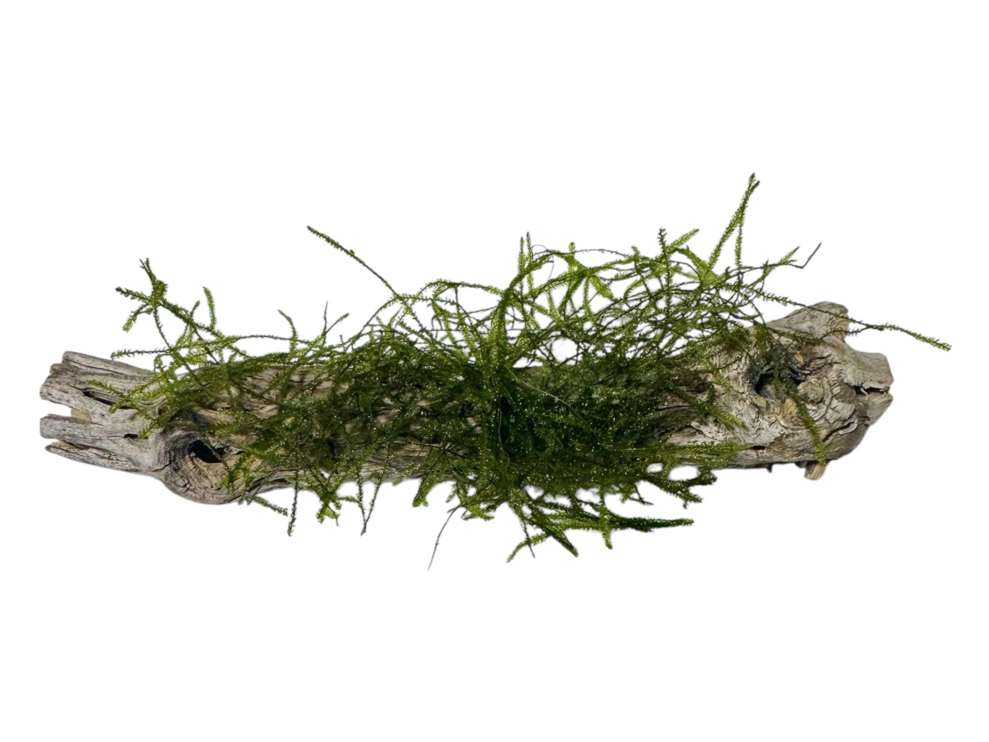 closeup of Cholla Wood with Moss for betta or shrimp tank.