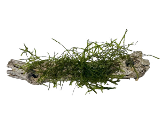 closeup of Cholla Wood with Moss for betta or shrimp tank.