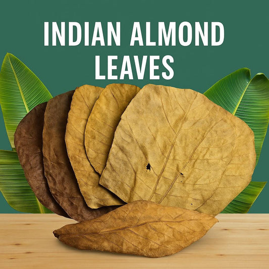 “Hero shot of Indian almond leaves (Catappa leaves) for aquariums, natural water conditioner and tannin source for betta fish, shrimp, and tropical tanks.