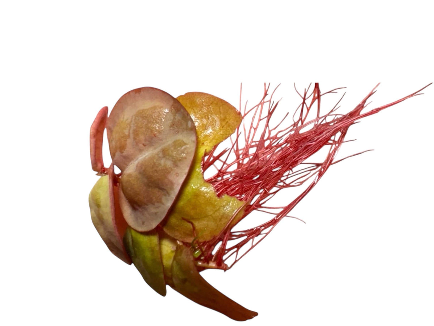 red root floater turned sideways to show deep red roots