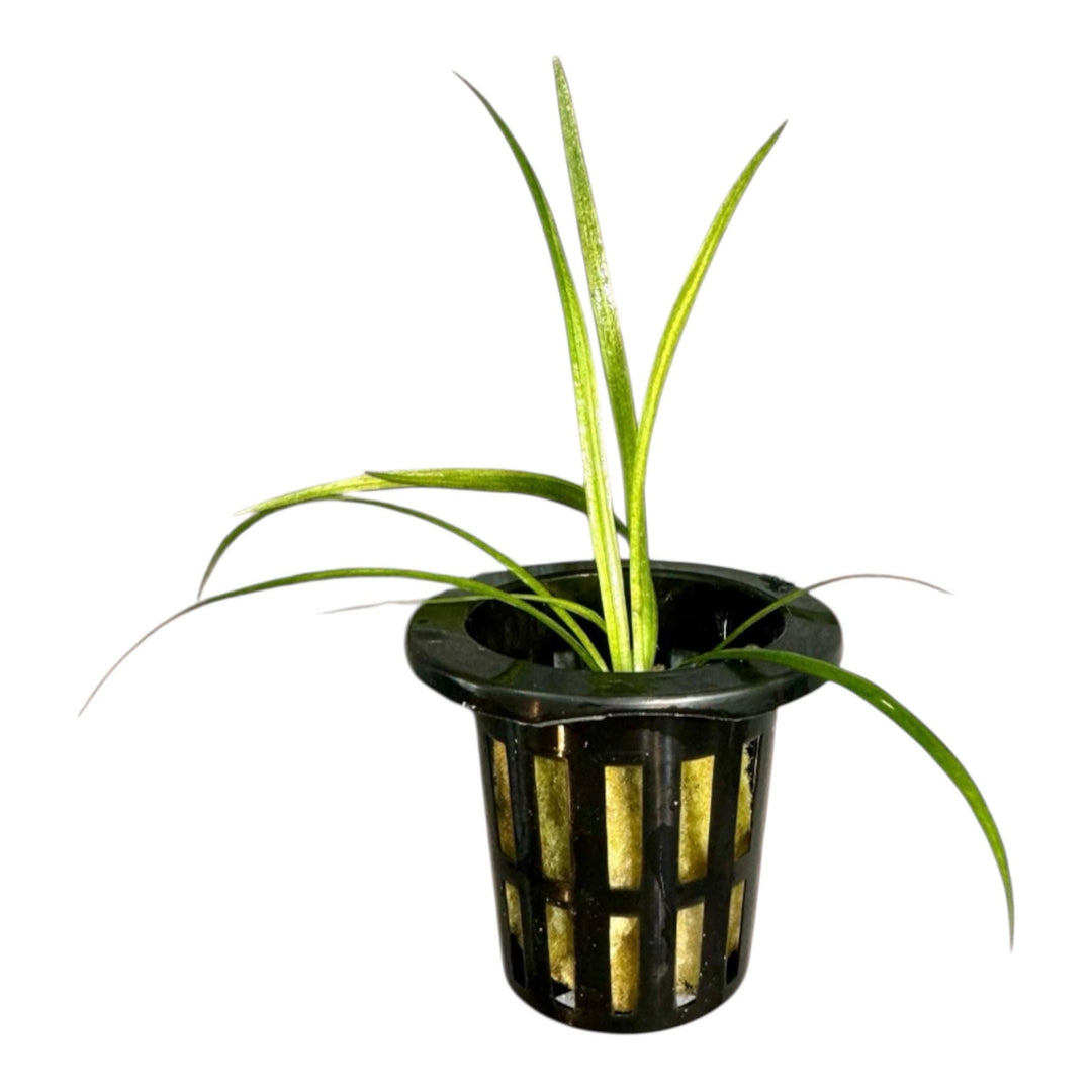 potted foreground plant dwarf sagittaria for sale