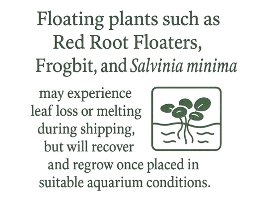 Floating Plant Mix – Red Root Floater, Salvinia and Duckweed | Live Aquarium &amp; Pond Plants for Bettas and Beginners