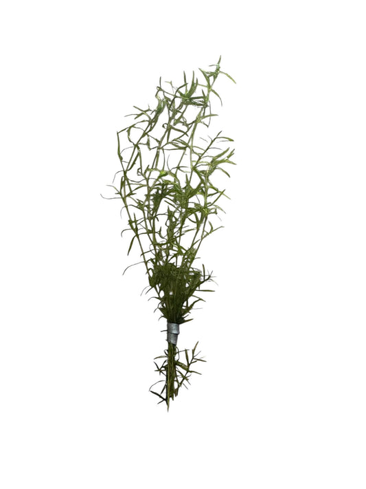 Guppy Grass / Najas grass 6 Stems with a weight