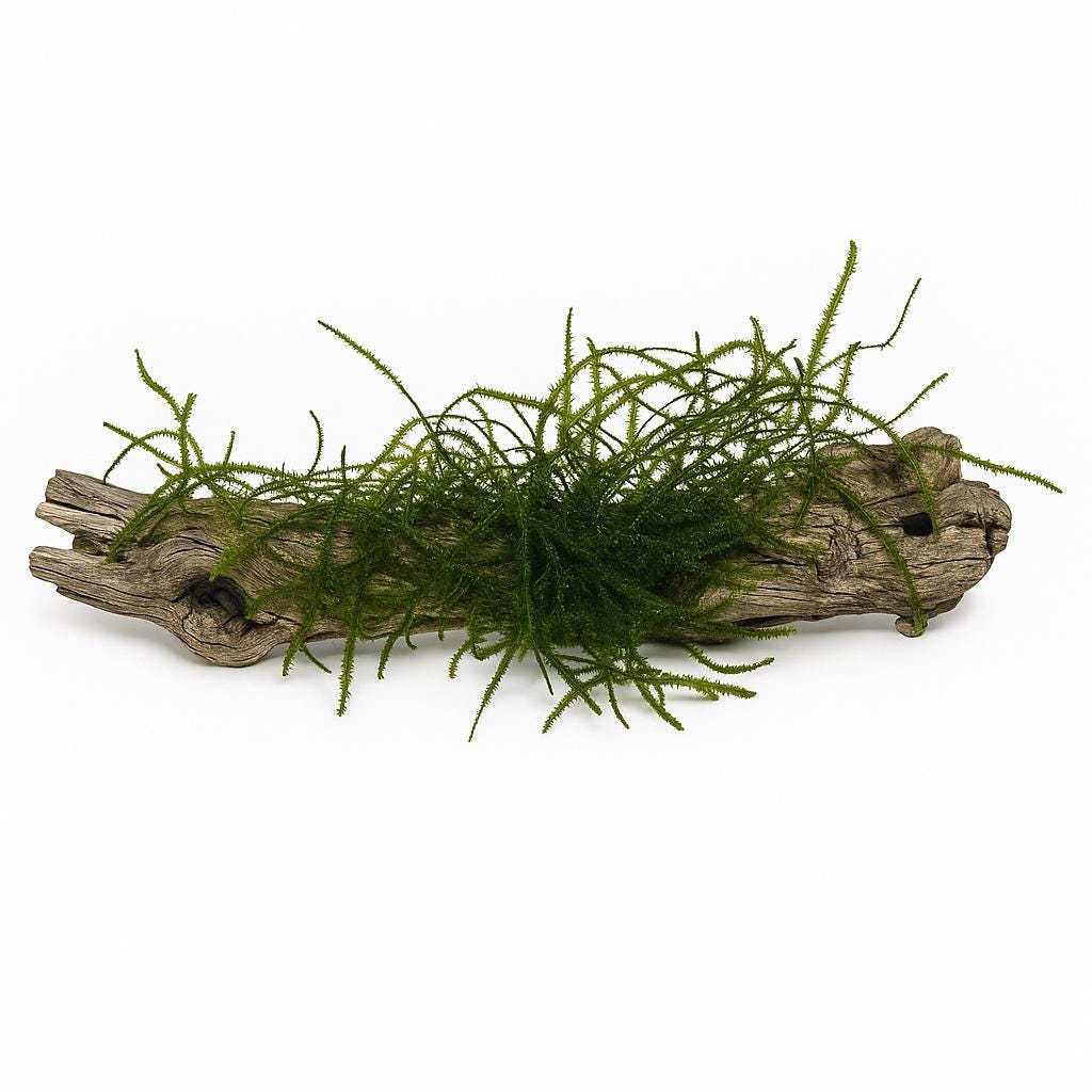 Cholla wood piece with lush green aquarium moss attached, displayed on a white background — used as a natural aquarium decoration providing shelter for shrimp and fish while promoting beneficial biofilm growth.