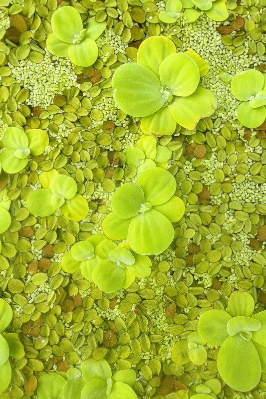 top down view of floating plants water lettuce, Salvinia minima, and duckweed in an square