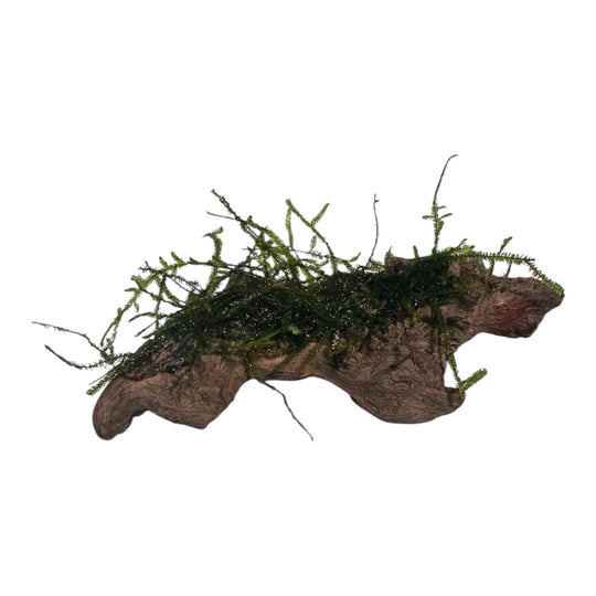 coral driftwood with moss growing on it