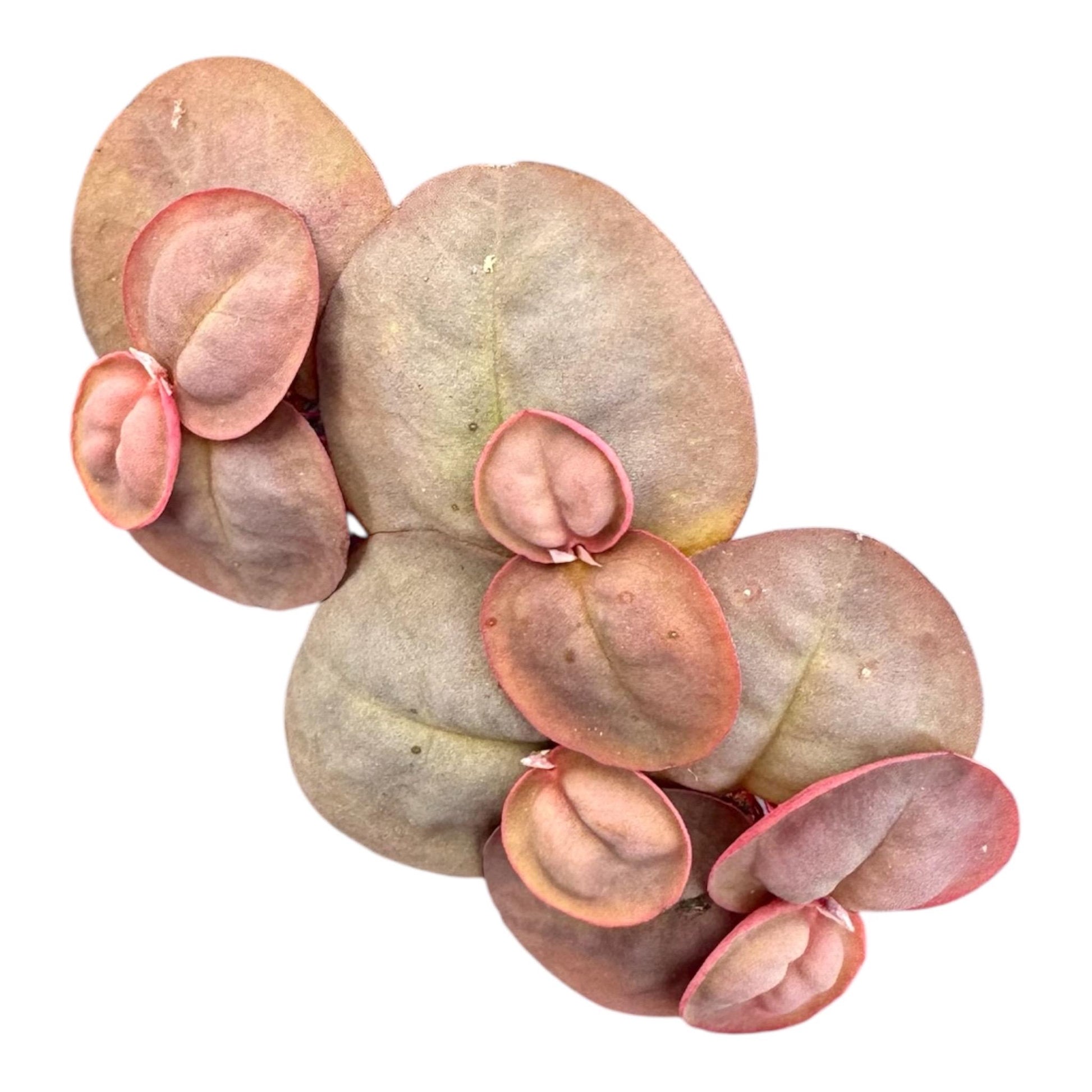 closeup of red root floater