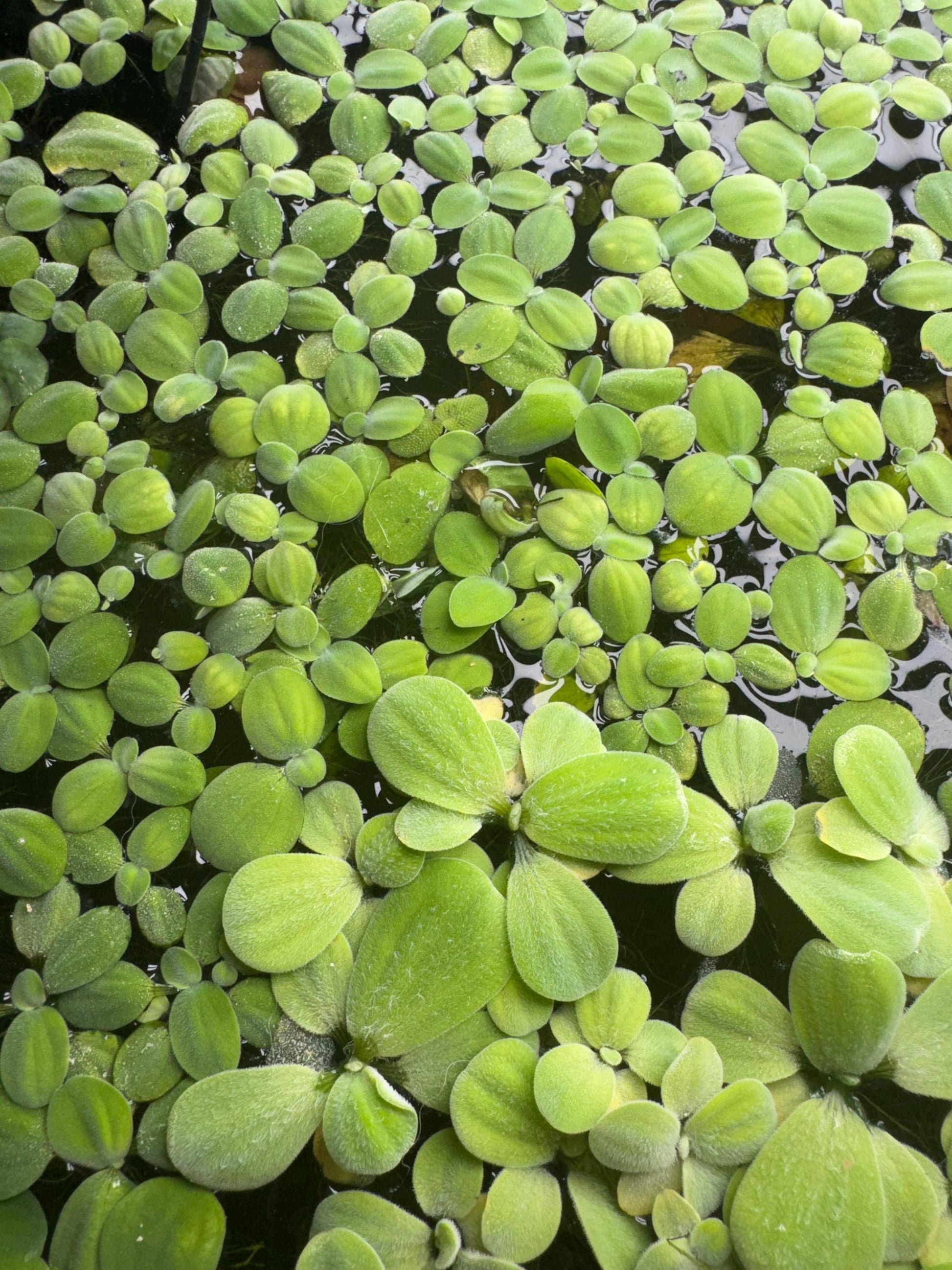 top down view of water lettuce in an aquarium