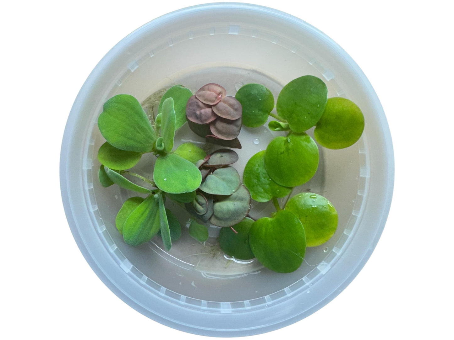 2 Frogbit, 2 red root floaters, and 2 water lettuce plants in an 8oz deli cup