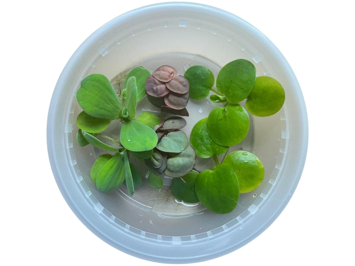 2 Frogbit, 2 red root floaters, and 2 water lettuce plants in an 8oz deli cup