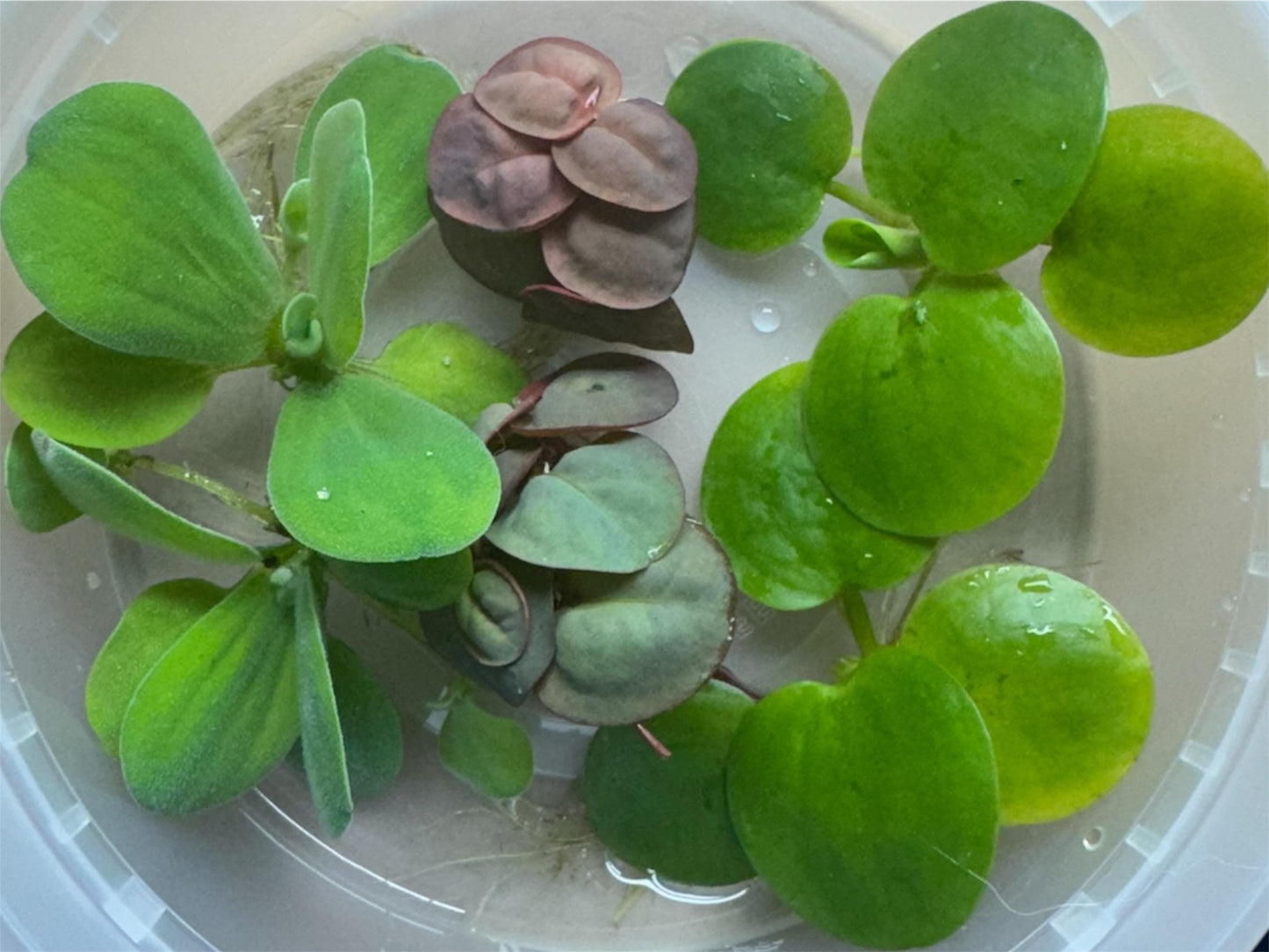 closeup of water lettuce, red root floaters, and Frogbit in a container