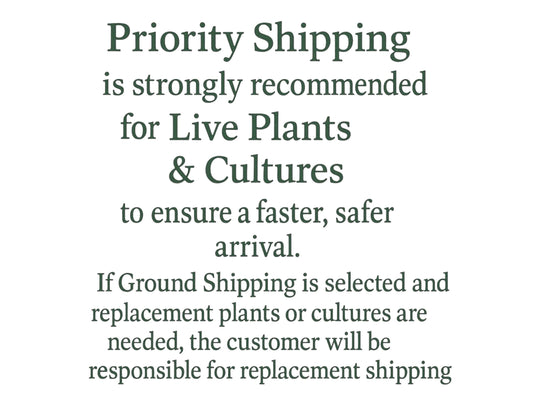 Text graphic stating AquariumVille’s shipping recommendation: “Priority Shipping is strongly recommended for Live Plants &amp; Cultures to ensure a faster, safer arrival. If Ground Shipping is selected and replacement plants or cultures are needed, the customer will be responsible for replacement shipping.”