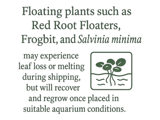 Frogbit Aquarium Floating Plants, Live Aquarium Plant