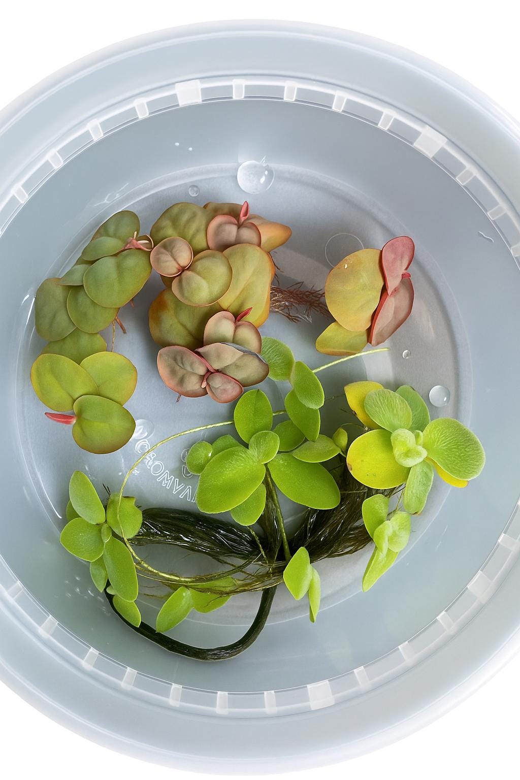 closeup view of floating aquarium plants, including bright green water lettuce and reddish-green red root floaters, displayed in a clear plastic container filled with water.