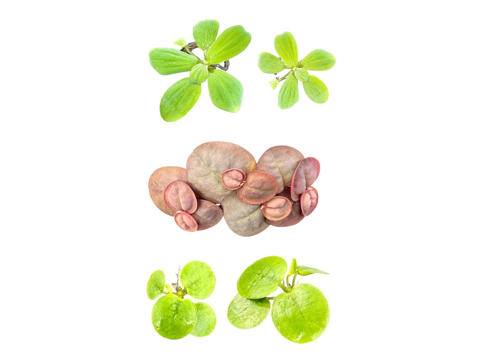 showing 3 aquarium floating plants, Frogbit, red root floater, and Frogbit